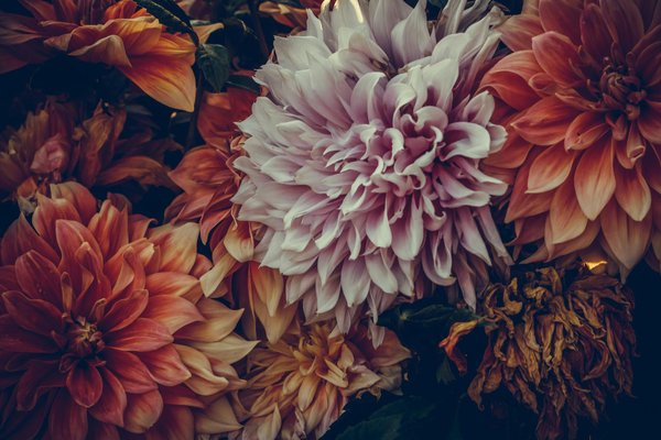 Le bois et les alternatives : comparaison des matériaux de menuiserie